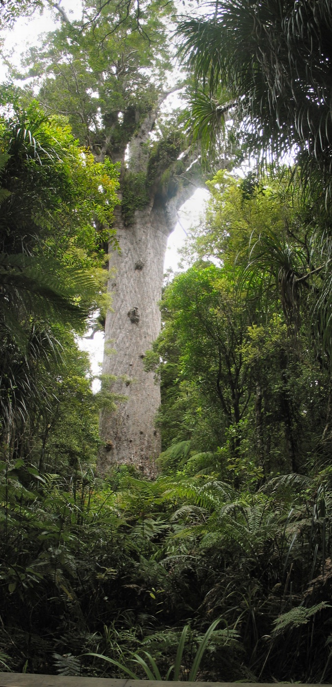 The immense trunk and canopy of Tāne Mahuta in Waipoua Forest